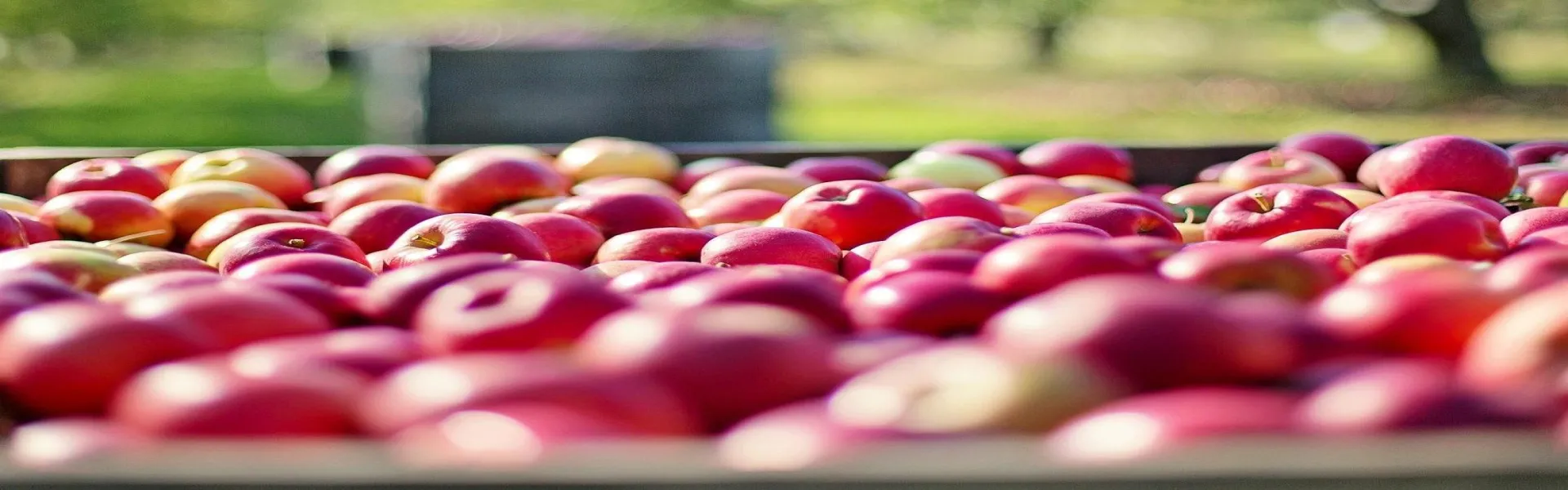 Lagerung kontrollierte Atmosphäre Äpfel