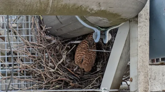 Turmfalken brüten auf Air Liquide-Anlage in Mainz 
