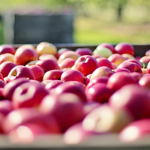 Lagerung unter kontrollierter Atmosphäre